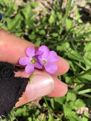 Oxalis violacea