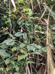 Rosa rubus