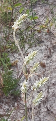 Froelichia floridana