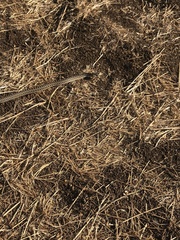 Pituophis catenifer catenifer