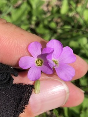 Oxalis violacea