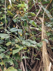 Rosa rubus