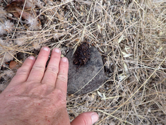 Urocyon cinereoargenteus