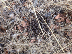 Odocoileus hemionus columbianus