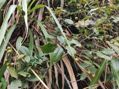 Rosa rubus
