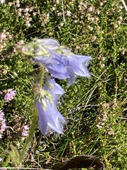 Campanula barbata
