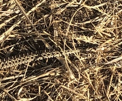 Pituophis catenifer catenifer