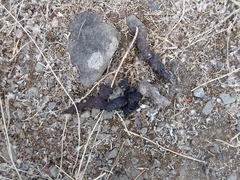 Urocyon cinereoargenteus