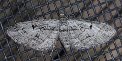 Eupithecia interruptofasciata
