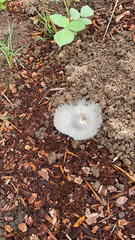 Coprinopsis lagopus