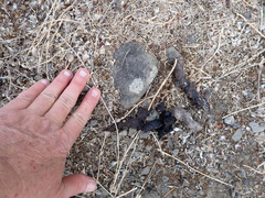 Urocyon cinereoargenteus