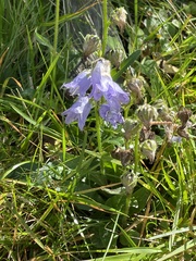 Campanula barbata