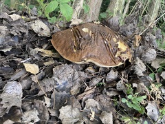 Leccinum aurantiacum
