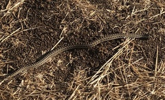 Pituophis catenifer catenifer