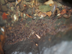 Animalia