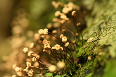 Marasmius