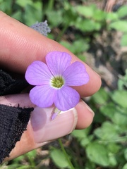 Oxalis violacea
