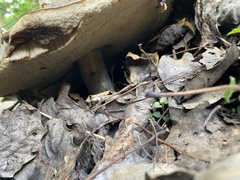 Leccinum aurantiacum