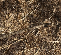 Pituophis catenifer catenifer