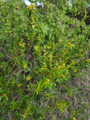 Heimia salicifolia