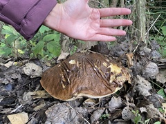 Leccinum aurantiacum