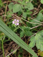 Geranium wilfordii