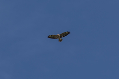 Buteo buteo