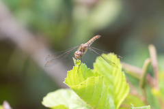 Sympetrum striolatum