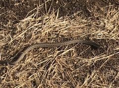 Pituophis catenifer catenifer