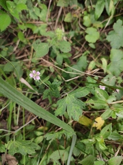 Geranium wilfordii