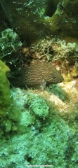 Cephalopholis cruentata
