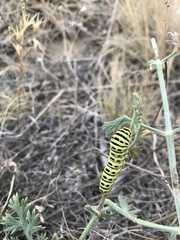 Papilio machaon
