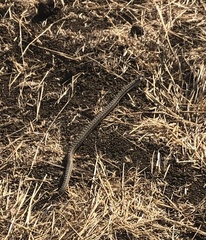 Pituophis catenifer catenifer