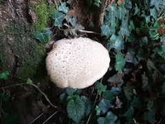 Neolentinus lepideus
