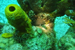 Cephalopholis cruentata