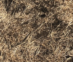 Pituophis catenifer catenifer