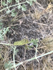 Papilio machaon