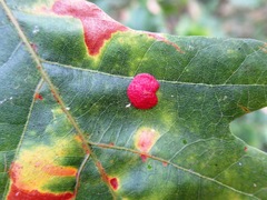 Neuroterus quercusbaccarum