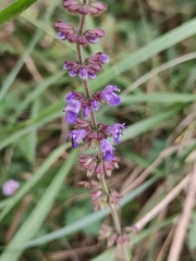 Salvia japonica