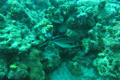 Caranx ruber