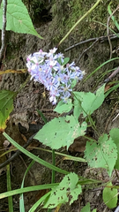Symphyotrichum cordifolium