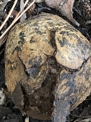 Pisolithus