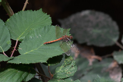 Sympetrum striolatum