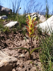 Lachenalia orchioides