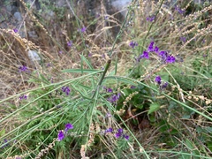 Linaria purpurea