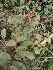 Persicaria filiformis
