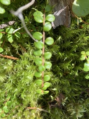 Gaultheria hispidula