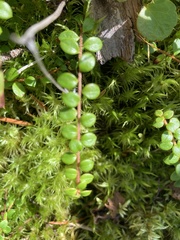 Gaultheria hispidula