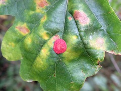 Neuroterus quercusbaccarum