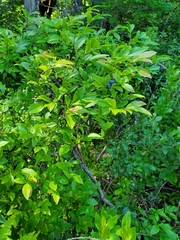 Vaccinium corymbosum